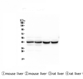 PON1 Mouse Monoclonal Antibody