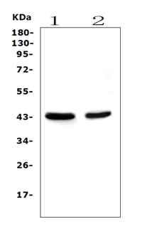PON1 Mouse Monoclonal Antibody