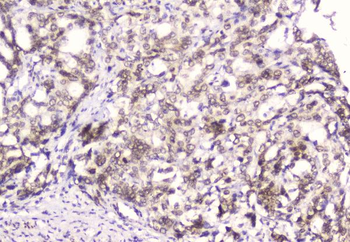 Emerin EMD Mouse Monoclonal Antibody