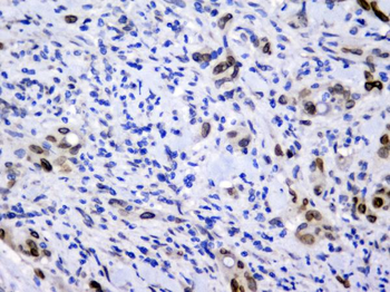 Emerin EMD Mouse Monoclonal Antibody