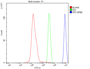 CRM1 XPO1 Antibody (monoclonal, 5G3)