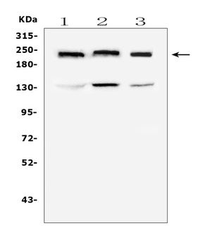Collagen IV COL4A1 Mouse Monoclonal Antibody