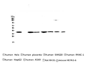 SMN1/2 Mouse Monoclonal Antibody