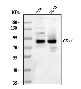 CD44 antigen CD44 Rabbit Polyclonal Antibody