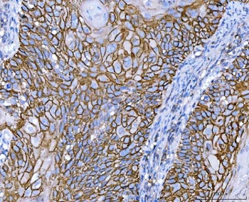 CD44 antigen CD44 Rabbit Polyclonal Antibody