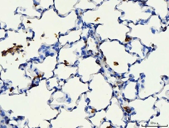 CD44 antigen CD44 Rabbit Polyclonal Antibody
