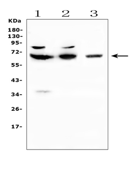 CD5 Antibody