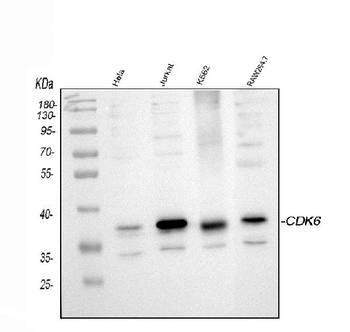Cdk6 Antibody
