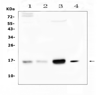 Cystatin C/CST3 Rabbit Polyclonal Antibody
