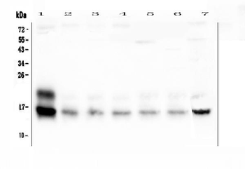 Cystatin C/Cst3 Rabbit Polyclonal Antibody