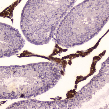 Cytochrome P450 17A1/Cyp17a1 Rabbit Polyclonal Antibody