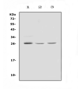 FGF9 Antibody