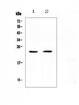 FNDC5 Rabbit Polyclonal Antibody