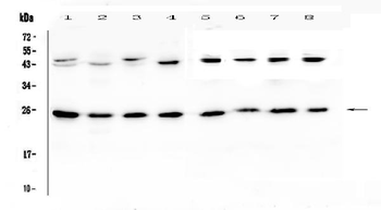 IL36 alpha/IL36A Antibody