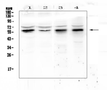 KLF4 Rabbit Polyclonal Antibody