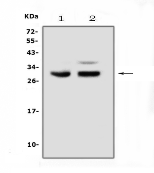 PDCD10 Rabbit Polyclonal Antibody