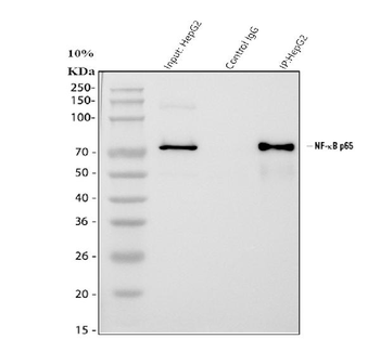 NF-kB p65/RELA/NF Rabbit Polyclonal Antibody