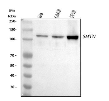 Smoothelin/SMTN Rabbit Polyclonal Antibody