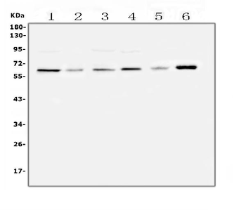 SPARCL1 Antibody