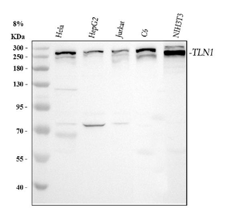 Talin 1/TLN1 Rabbit Polyclonal Antibody
