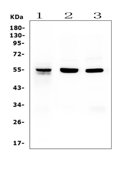 RbAp48 RBBP4 Antibody (monoclonal, 9F3)