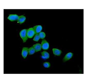 Cytochrome C CYCS Antibody (monoclonal, 15F10)