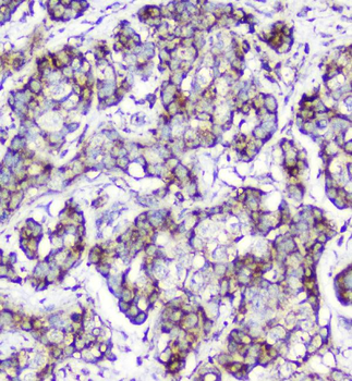 Cytochrome C CYCS Antibody (monoclonal, 15F10)