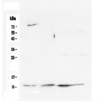 Cytochrome C CYCS Antibody (monoclonal, 15F10)