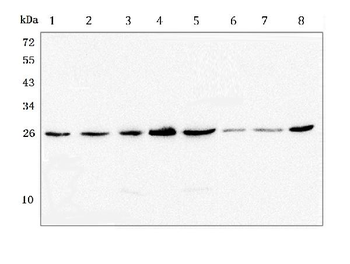 GSTM1 Antibody (monoclonal, 11F2)
