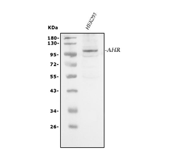 AHR Rabbit Polyclonal Antibody