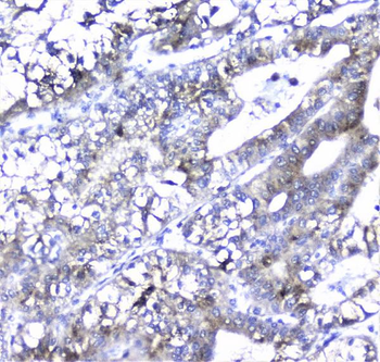 Alpha 1 microglobulin/AMBP Rabbit Polyclonal Antibody