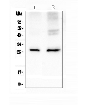Aquaporin 5/AQP5 Rabbit Polyclonal Antibody