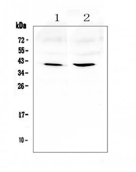 Amphiregulin/Areg Rabbit Polyclonal Antibody