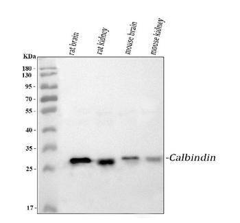 Calbindin/CALB1 Antibody