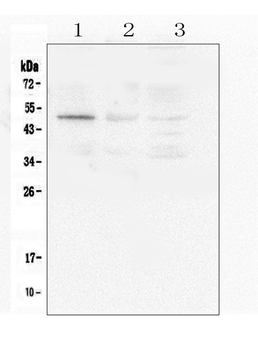 Caspase-2/CASP2 Rabbit Polyclonal Antibody