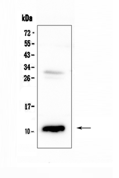 CCL2 Rabbit Polyclonal Antibody