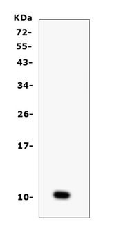 CCL6 Rabbit Polyclonal Antibody