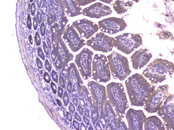 CCL8 Rabbit Polyclonal Antibody