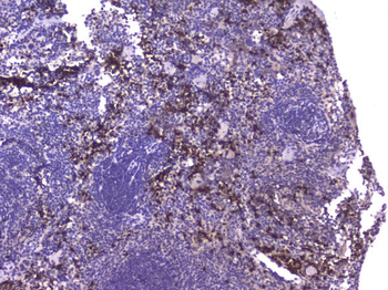 CCL8 Rabbit Polyclonal Antibody