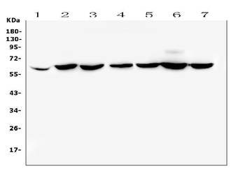 CD1b Antibody