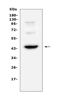 CD72 Rabbit Polyclonal Antibody