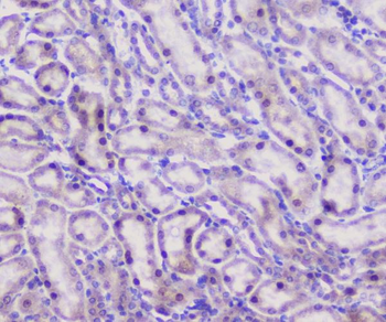 CFP Rabbit Polyclonal Antibody