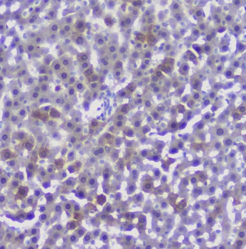 CFP Rabbit Polyclonal Antibody