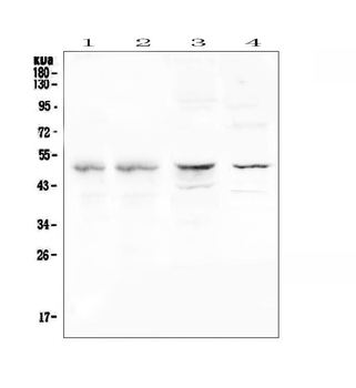 CFP Rabbit Polyclonal Antibody