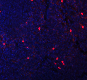 CXCL12 Antibody