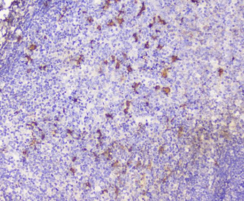 CXCL12 Antibody