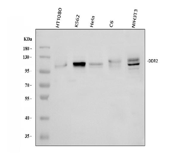 DDR2 Rabbit Polyclonal Antibody