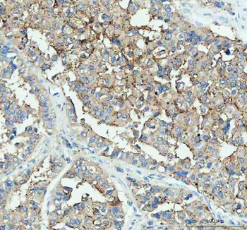 DDT Rabbit Polyclonal Antibody
