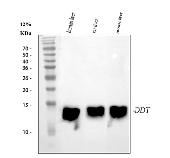 DDT Rabbit Polyclonal Antibody