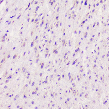 ELAVL2 HuB Rabbit Polyclonal Antibody